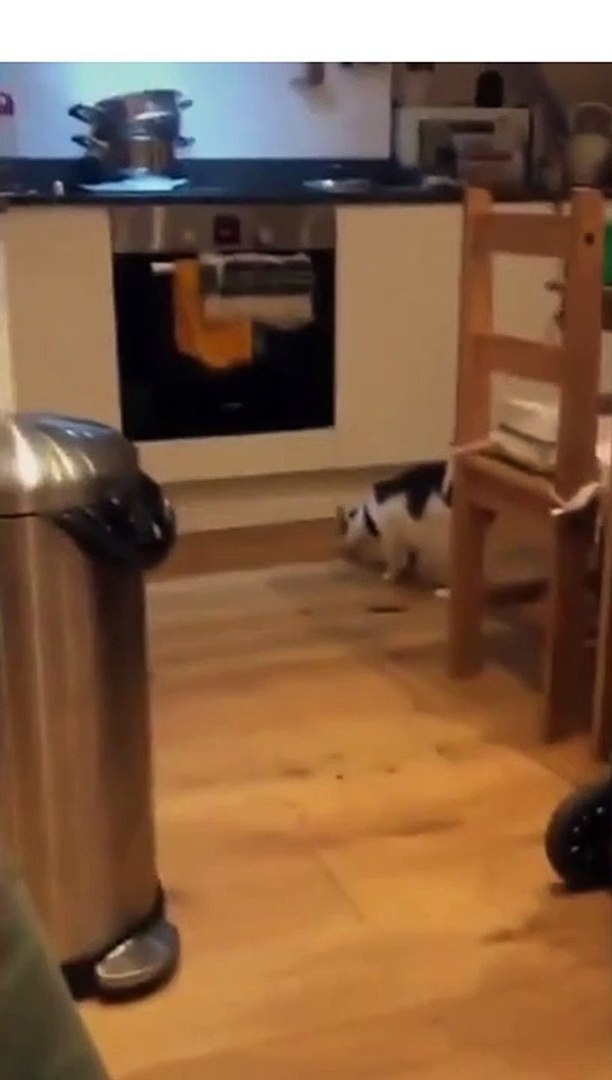 Funny Cats and Cute Cats, Cute cat