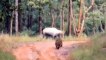 Satpura Tiger Reserve : नील गाय ने कैसे बाघिन की चालाकी को किया फेल, कैमरे में कैद हुई घटना, Video Viral