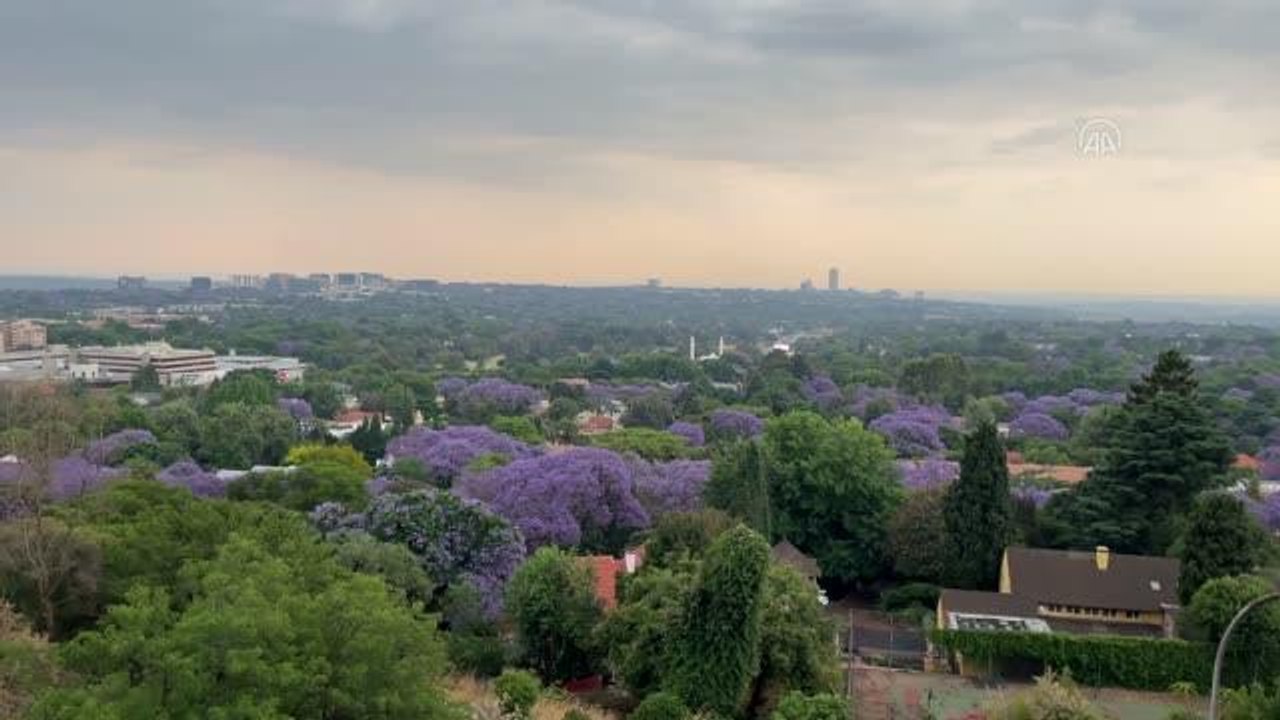 Johannesburg sokakları, jakaranda ağaçlarında baharın gelişiyle açan mor çiçeklerle kaplandı