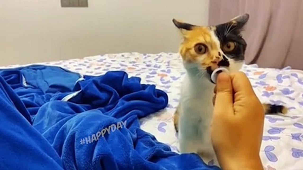 Funny Cats 2022 | 5 Minutes Of Laughter