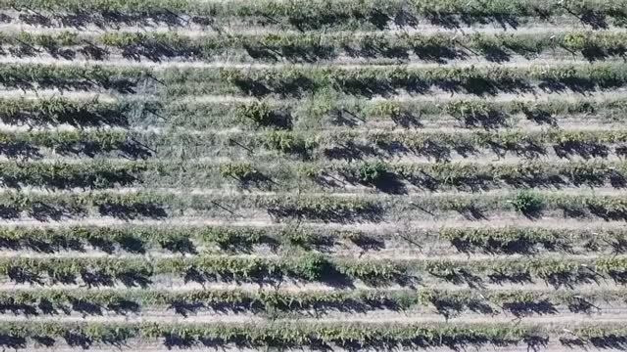 Bilecik haberleri: Söğüt'te köylüler modernize edilmiş bağlarında hasat yapıyor