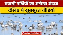 Assam के Kaziranga National Park में बड़ी संख्या में पहुंचे Migratory Birds | वनइंडिया हिंदी *Shorts