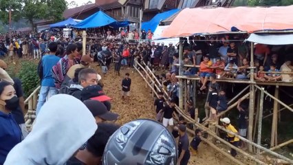 The Toraja Dead Man's Party Ceremony Buffalo Fight