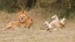 Male Lion Father Giving Affection To His Cubs With Lioness Relaxing Beside Them