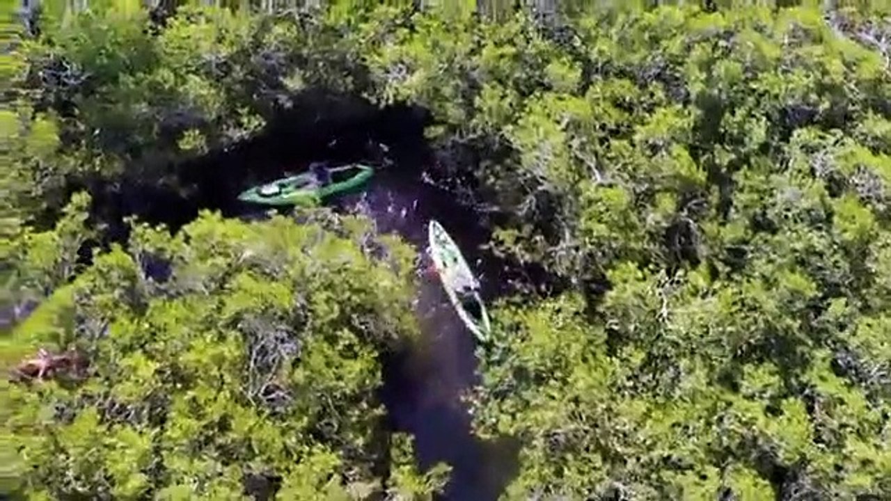 The Aquarium - Se1 - Ep07 - Toddler Sea Lion Scarlett HD Watch HD Deutsch