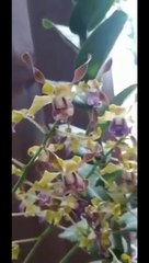 Smart ideas 2023 for growing flowers and plants Garden House