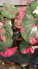 Smart ideas 2023 for growing flowers and plants Garden House