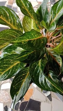 Smart ideas 2023 for growing flowers and plants Garden House