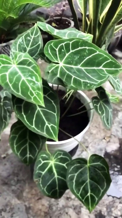 Smart ideas 2023 for growing flowers and plants Garden House