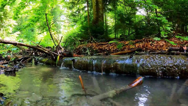 Peaceful Forest with Relaxing Water Sounds and Birds Sounds to Heal Mind Body & Soul || Lets Relax