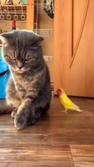 British Cute Cat Enjoy Parrott Friendship.