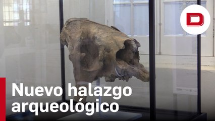 Hallan el cráneo de un perezoso gigante al sur de Uruguay