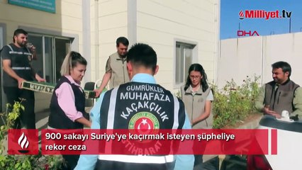 900 sakayı Suriye'ye kaçırmak isteyen şüpheliye rekor ceza