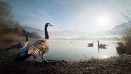 Emirates - Gerry The Goose Flies Better