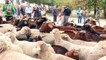 1.200 ovejas merinas y 200 cabras retintas toman Madrid en la Fiesta de la Trashumancia