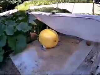 Timelaspe de la croissance d'une citrouille de 300 kg