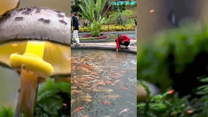 Music Relaxation to relax the body after a day of activities