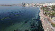 İzmir gündem haberi | Deniz marulu yeniden İzmir Körfezi'nde