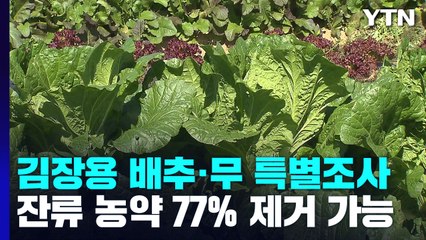 김장용 배추·무 잔류 농약, 지난해까진 1% 수준...잔류 농약 77% 제거하는 법은? / YTN