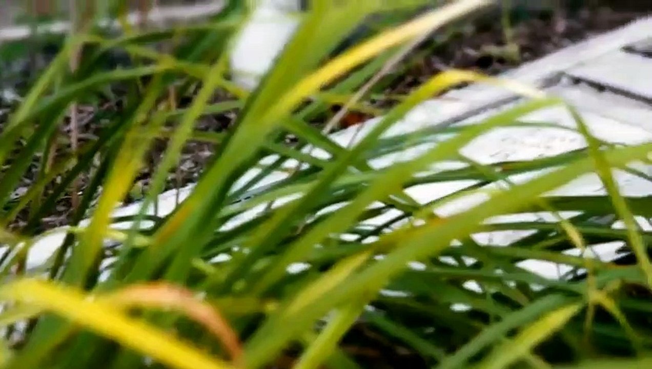 My Horror Story - Se1 - Ep08 - Encountering Evil HD Watch HD Deutsch