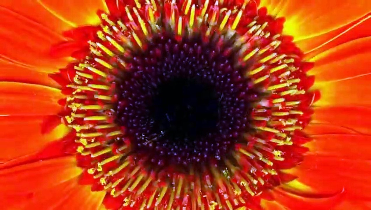 One Strange Rock - Se1 - Ep05 - Survival HD Watch HD Deutsch