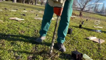 Plantar árboles para hacer las ciudades más verdes