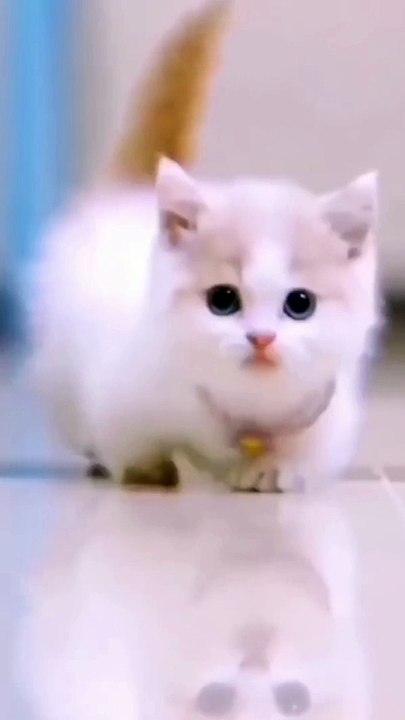 FUNNY CAT WALK  FUNNY ANIMAL VIDEO FUNNY VIDEO THANKS FOR WATCHING