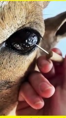 ANIMAL EYE CLEANING FUNNY ANIMAL FUNNY VIDEO
