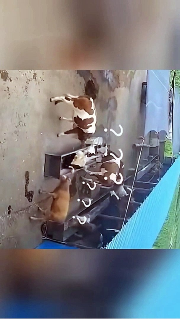 FUNNY ANIMAL FIGHT FUNNY ANIMAL VIDEO FUNNY VIDEO