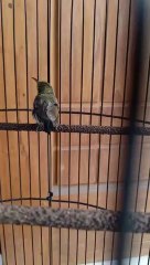 konin trotolan mental bagus