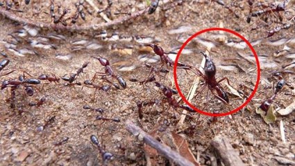 Karıncanın yüzüne yüzde 100 zom yapılınca çıkan görüntüye inanamayacaksınız