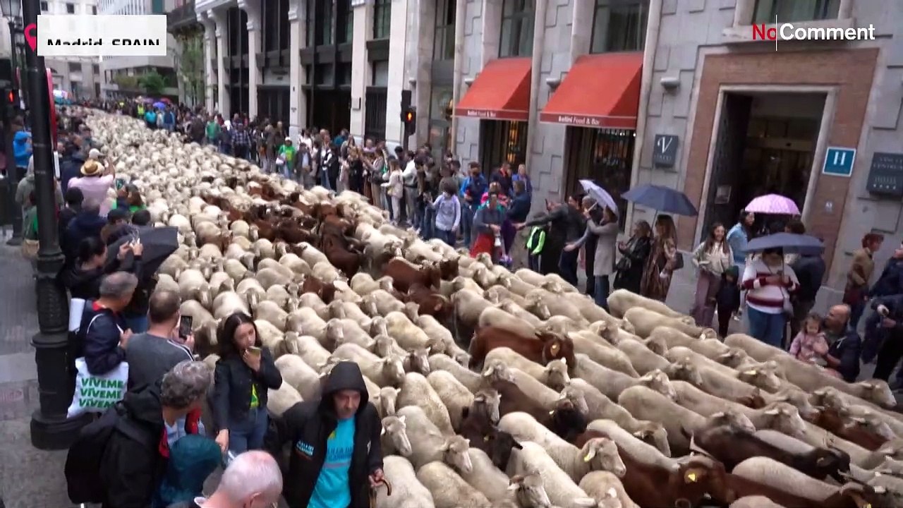 'Schafe Sache' in Madrid: Ein traditioneller Brauch mit einer Botschaft