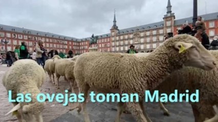 Las ovejas toman Madrid