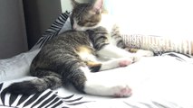 Kitten Washes His Fur on His Pillow