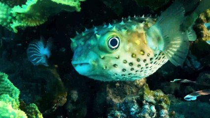 Variety of Marine Animals. Part-1