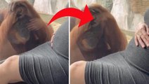 Hamile kadının karnını gören orangutanın verdiği tepki herkesi şaşırttı