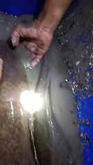 Nguras kolam (drain the pool)