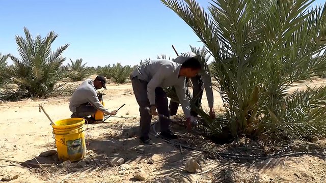 العراق.. محاولات لإعادة الاعتبار لزراعة النخيل وإنتاج التمور
