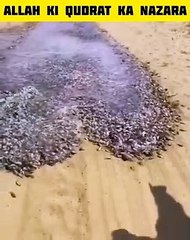 Allah ki qudrat ｜