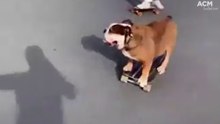 Sutherland Shire's skateboarding dog
