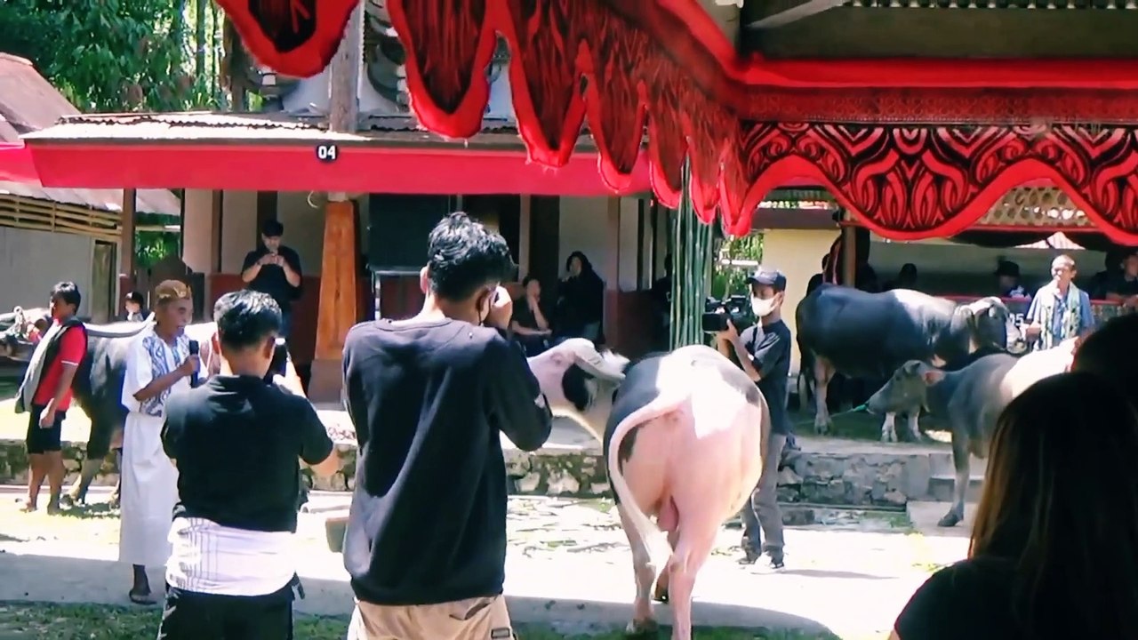 Toraja Party's Most Expensive Buffalo Choice