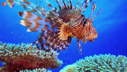 The lives of familiar animals: cats, chickens, horses, ducks, elephants