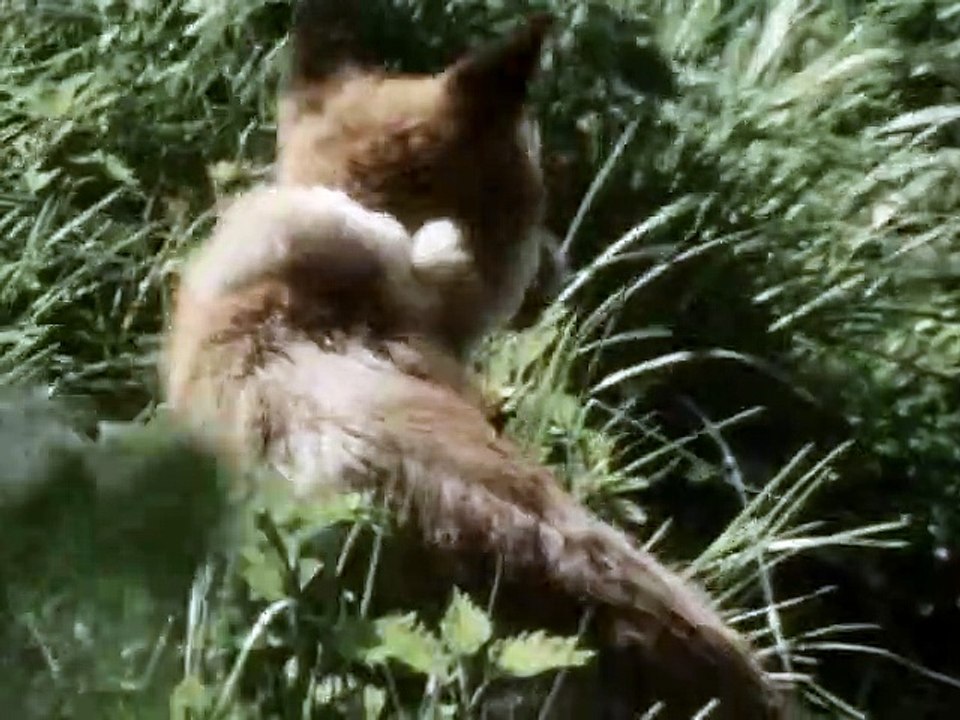 Black Beauty Staffel 2 Folge 1 HD Deutsch