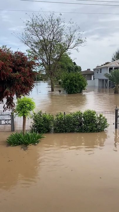 A kangaroo hops through the Moree NSW floods