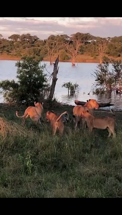 5 Lions vs 1 Crocodile
