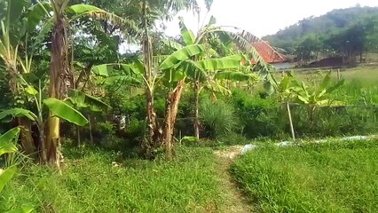Pemandangan di desa kami di pagi hari