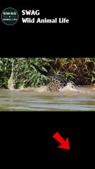 Jaguar vs caiman