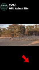 Black backed attcak bird