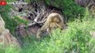 7 Brutal Moments Male Lions Attacked Their Prey - Wild Animal Life