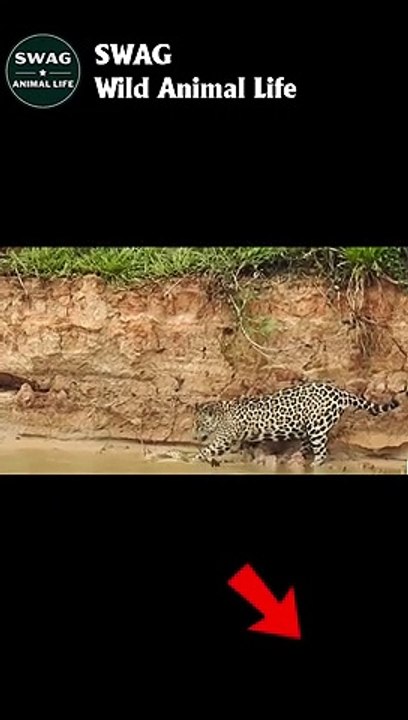 Jaguar vs Anaconda